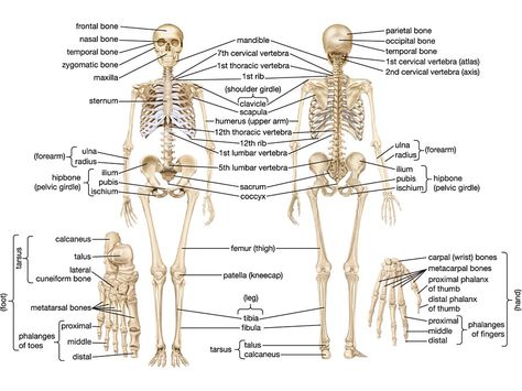 human skeletal system | anatomy | Britannica.com Human Skeleton Parts, Anatomi Dan Fisiologi, Human Body Bones, Skeletal System Anatomy, Human Skeletal System, Skeleton Parts, Human Skeleton Anatomy, Body Bones, Anatomy Bones