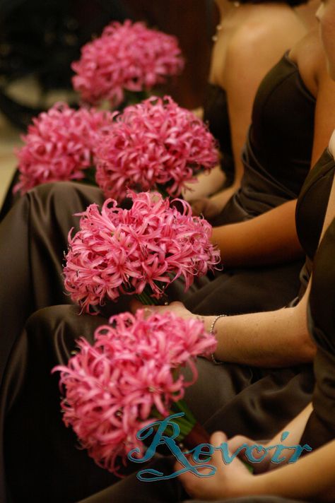 . Spider Lily Wedding Bouquet, Spider Lily Wedding, Spider Lily Bouquet, Interesting Flowers, Pink Spider, Spider Lily, Secret Wedding, Lily Wedding, Lily Bouquet