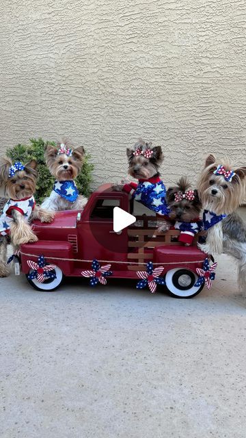 💗YORKIES💗|🐾sammie |🐾maddie |🐾minnie |👩 sheila odden on Instagram: "Honoring the heroes who gave us this land of the free. Enjoying the sunshine and freedom this Memorial Day weekend! 🇺🇸☀️

.
.
.
.
.
.
.
#memorialday #freedom #bornintheusa #yorkies #usa #memorialweekend" Memorial Weekend, Memorial Day Weekend, Enjoy The Sunshine, Land Of The Free, Bruce Springsteen, The Sunshine, Girls Best Friend, Yorkie, Memorial Day