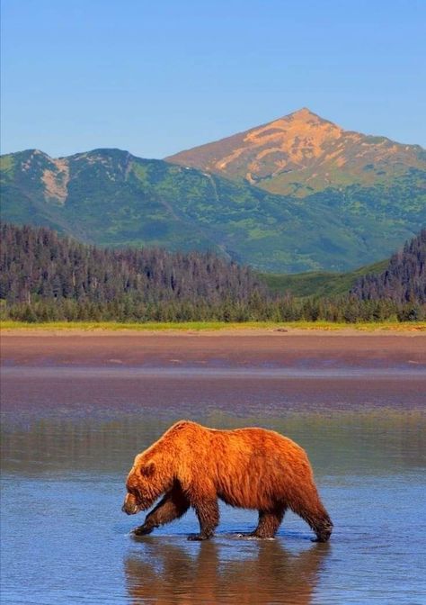 Beautiful Wildlife Photography, Scenary Reference Photo, Yellowstone Wildlife, Bear Photo, American Black Bear, Cowgirl Stuff, North American Wildlife, Painting Reference, Year Book