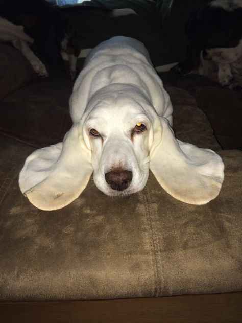 Cute Basset Hounds, Basset Hound Photography, White Dog Breeds, White Bassett Hound, Tattoo Animals, Basset Dog, Funny Basset Hound Pictures, Basset Puppies, Basset Hound Puppy