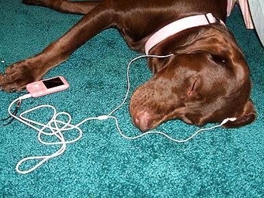 Dog Listening To Music, Animal Poetry, Me Irl, Silly Dogs, Silly Animals, Listening To Music, I Love Dogs, Funny Dogs, Best Dogs