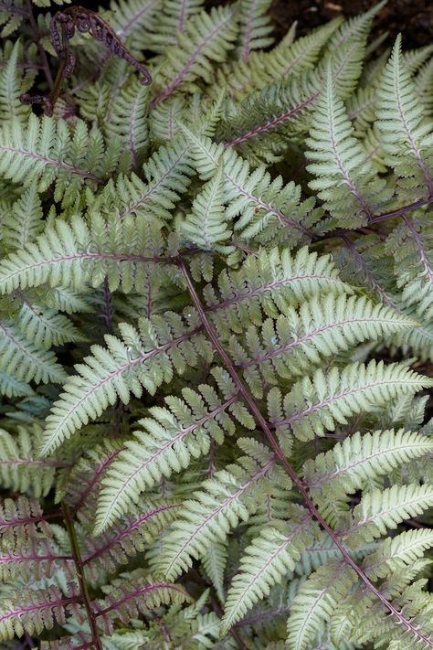 Coral Bells Plant, Painted Fern, Lady Fern, Garden Library, Autumn Fern, Japanese Painted Fern, Garden Shade, Shade Gardening, Shade Garden Plants