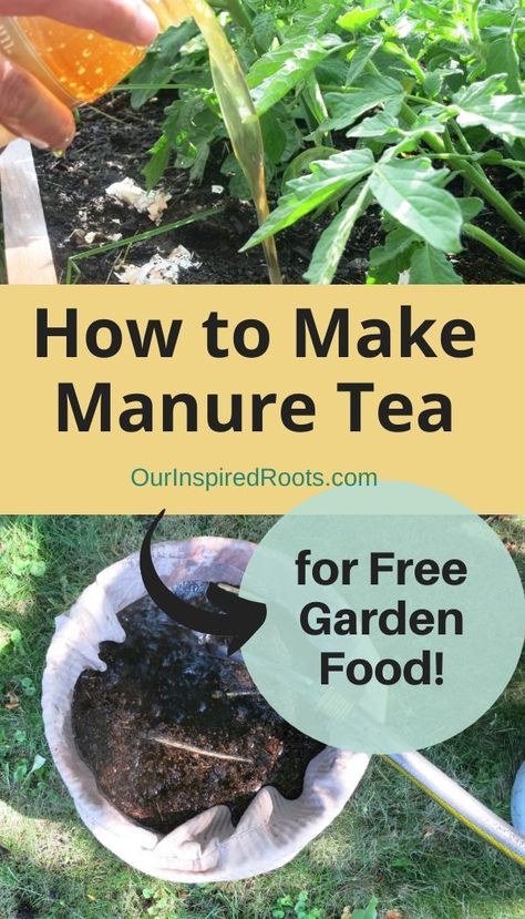 Are you wondering how to make organic fertilizer to feed your garden this summer? This manure tea recipe is an easy and inexpensive way to do it. Grow an abundant garden without chemicals! Manure tea is easy to make and often free! Use cow, rabbit, chicken, sheep, or many other animal manures for this recipe. #gardening #growingfood Compost Tea Recipe, Abundant Garden, Manure Tea, Modern Homesteading, Homestead Ideas, Homesteading Diy, Compost Tea, Homestead Gardens, Backyard Gardening