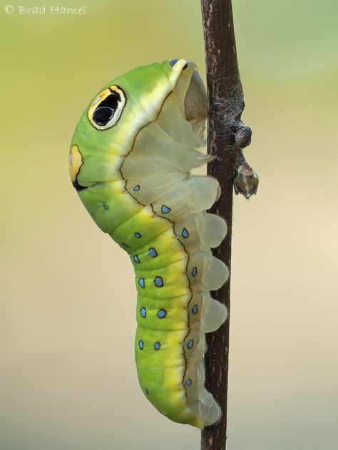 A spicebush swallowtail caterpillar | Brad Hamel | Flickr Spicebush Swallowtail Caterpillar, Caterpillar Anatomy, Swallowtail Caterpillar, Spicebush Swallowtail, Grub Worms, Caterpillar Insect, Amazing Insects, Small Creatures, Arachnids