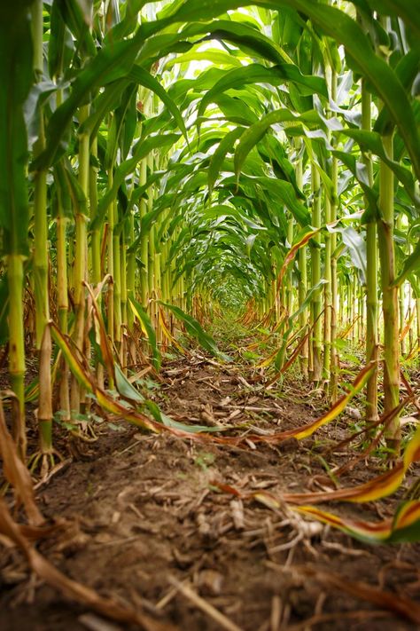 Maize Plant, Sugar Cane Plant, Agriculture Pictures, Agriculture Photography, Field Corn, Agriculture Photos, Garden Watering System, Farm Images, Corn Field