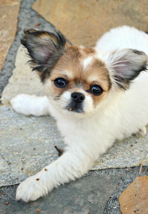 Shih Tzu / Chihuahua Mix, Shihtzu Chihuahua, Chi Tzu, ChiTzu Shih Tzu Puppy Training, Chihuahua Mix Puppies, Smallest Dog, Dachshund Miniature, Dogs Tattoo, Shitzu Puppies, Unique Dog Breeds, Toy Dogs, Designer Dogs