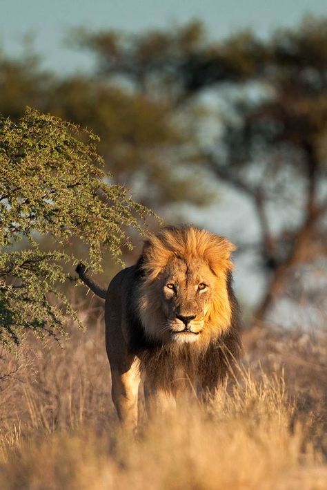 Lion on the hunt | South Africa African Animals Photography, South African Animals, African Wildlife Photography, Lion Africa, Visit South Africa, Lion Photography, Wild Lion, Kartu Valentine, King Of The Jungle