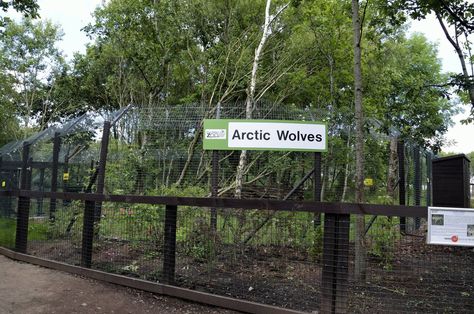 Arctic Wolf enclosure-06/07/2014 Wolf Enclosure, Zoo Boo, Five Sisters, Pet Wolf, Zoo Park, Dog Yard, Arctic Wolf, Wolf Dog, Blue Jay