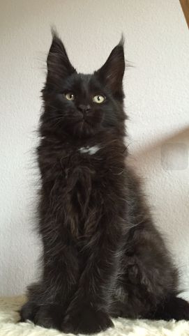 Söt Katt, Forest Cat, Norwegian Forest Cat, A Black Cat, Pretty Animals, Fluffy Cat, Cat Aesthetic, Cute Cats And Kittens, Warrior Cats