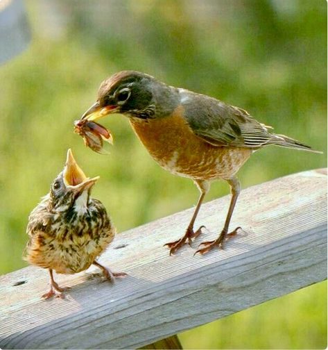 An American Robin (Turdus migratorius) bringing food to her hungry fledgling. Robin Birds, Photo Animaliere, American Robin, Matka Natura, Feeding Baby, Kinds Of Birds, Baby Bird, Backyard Birds, Bird Pictures