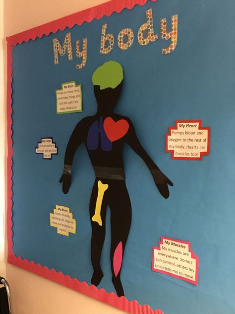 Body bulletin board Stem Room, Class Board Decoration, Body Preschool, Preschool Boards, Teaching Themes, School Creative, Bulletin Board Ideas, School Nurse, Board Decoration