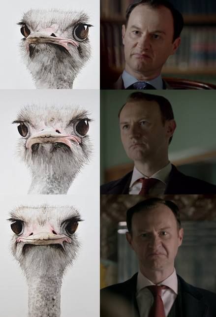 Mycroft is an ostrich. OTTERLOCK, HEDGEHOGSON, BUNNIARTY, AND NOW MYCROSTRICH. John Lock, Vatican Cameos, Rupert Graves, Mrs Hudson, Sherlock Holmes Bbc, Sherlock 3, Sherlock Fandom, Sherlock John, Andrew Scott