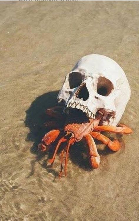 Hermit crab's new home. Human skull! Funny Memes For Kids, Memes For Kids, Image Meme, Funny Kid Memes, Hermit Crab, Funny Images Laughter, Human Skull, Kid Memes, Ecards Funny