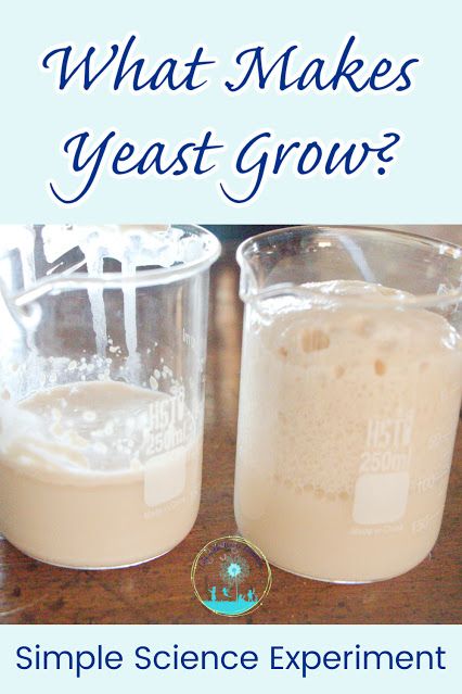 Experiment with growing yeast! Simple science to show kids that yeast is alive and how it makes bread grow. Bread Science Experiment, Yeast Experiments For Kids, Bread Unit Preschool, Creative Curriculum Bread Study Preschoolers, Bread Study Activities Preschool, Bread Activities For Kids, Preschool Bread Study, Bread Study Preschool, Creative Curriculum Bread Study