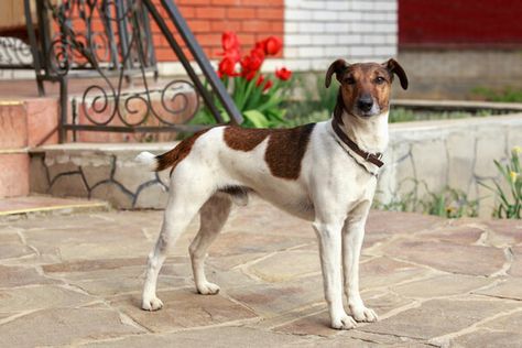 El fox terrier de pelo liso, una raza de perro muy activa e inteligente - Foto 2 Springer Spaniel, Fox Terrier, Bull Terrier, Spaniel, Fox