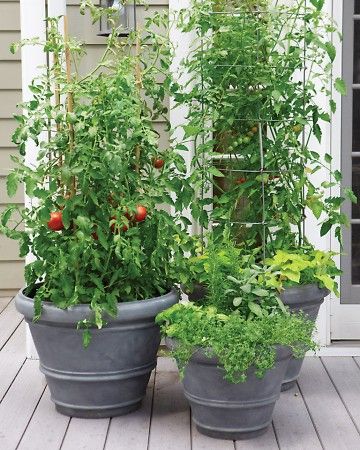 Container Gardening (tip on "underplanting" ... I never would have thought of that) Upcycled Planters Outdoor, Upcycled Planters, Vegetables Growing, Upcycled Planter, Have Inspiration, Garden Containers, Garden Yard Ideas, Small Space Gardening, Garden Stuff