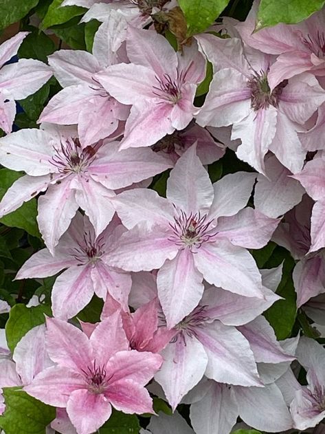 Clematis 'Pink Fantasy' summer 2022. Clematis Aesthetic, Clematis, Summer 2022, Vines, Plants, Flowers, Pink