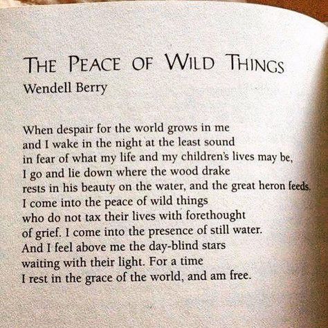 Peace Of Wild Things, Earth Vibes, Favorite Poems, Nature Therapy, Behind Blue Eyes, Commonplace Book, Poetry Words, Writing Poetry, Poem Quotes