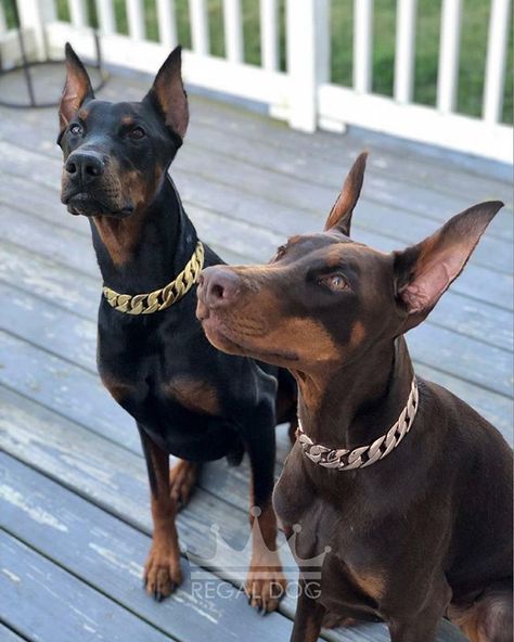 Doberman Pinscher Aesthetic, Doberman Collar, Doberman Pinscher Puppy, Amstaff Puppy, We Rate Dogs, Doberman Love, Luxury Dog Collars, Rare Dogs, Doberman Pinscher Dog