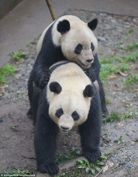 Female Panda, Giant Pandas, Female Names, Giant Panda, Panda Bear, China, Pandas