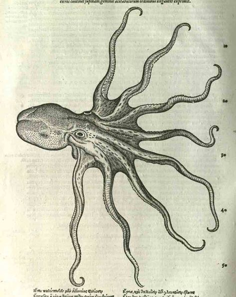 Biodiversity Heritage Library: Natural Histories: Exploring Rare Books and Scientific Illustration Scientific Tattoo, Squid Drawing, Science Drawing, Octopus Drawing, Katie Scott, Vintage Octopus, Science Illustration, Octopus Tattoo, Book Tattoo