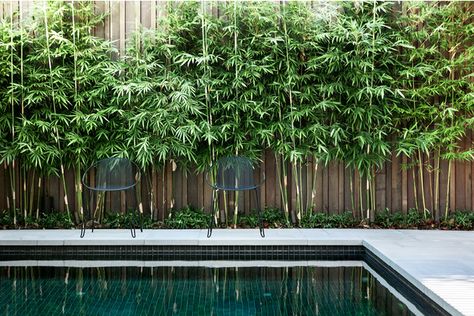 I am always oooohing and ahhhing over beautiful pool design, so here are some of my top picks if you are in need of some inspo! My new favourite pool tiles are dark tones, how good is the above picture?! LOVE! Bamboo Pathway, Bamboo Screen Garden, Zen Backyard, Bamboo Landscape, Tiny Backyard, Pool Plants, Cottage Backyard, Flower Tips, Simple Backyard