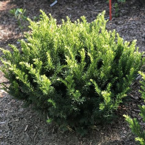 TAXUS_STONEHENGE_DARK_DRUID_YEW_GC_TAXDD_03 Illinois Garden, Sun Beds, Wildlife Pond, Garden Answer, Fast Growing Evergreens, Black Thumb, Landscape Plants, Water Wise, Woodland Garden