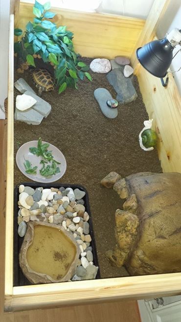 Tortoise Enclosure Indoor Diy, Tortoise Enclosure Indoor, Tartaruga Habitat, Tortoise Terrarium, Tortoise Cage, Hermann Tortoise, Turtle Enclosure, Turtle Terrarium, Red Footed Tortoise