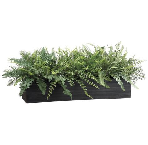 You'll love the Mixed Fern Foliage Plant in Planter at Wayfair - Great Deals on all Décor & Pillows products with Free Shipping on most stuff, even the big stuff. Flower Arrangements Spring, Fern Centerpiece, Spring Centerpieces, Wood Urn, Asparagus Fern, Rectangular Planters, Ivy Plants, Fern Plant, Silk Plants