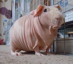 Hairless Guinea Pigs, Guinea Pigs Cute, Guinea Pig Cage Ideas, Hairless Animals, Guine Pig, Unique Pets, Guinea Pigs Funny, Pig Dress, Baby Guinea Pigs