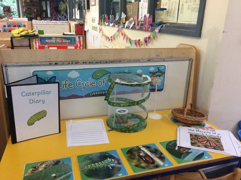 Life cycle display #earlyyears #caterpillar #eyfs #lifecycles #insectlore Life Cycles Eyfs, Caterpillar Life Cycle Craft, Caterpillar Unit Study, Caterpillar Inquiry Kindergarten, Caterpillar Observation Journal Free, Praa Sands, Woolly Bear, Summer Reception, Eyfs Activities