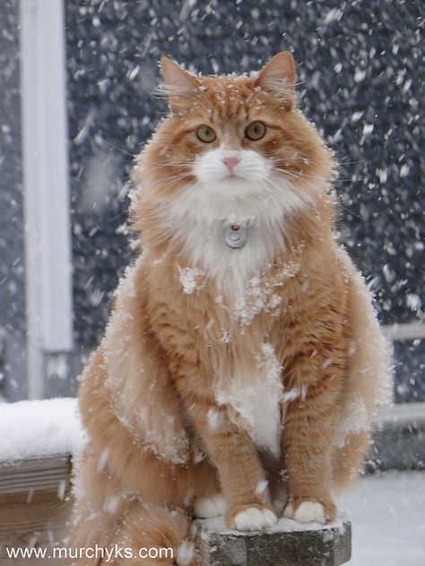 A Cat in Snow | Flickr - Photo Sharing! Söt Katt, Image Chat, Norwegian Forest, Gorgeous Cats, Forest Cat, Norwegian Forest Cat, Orange Cats, Eyes Open, Ginger Cats