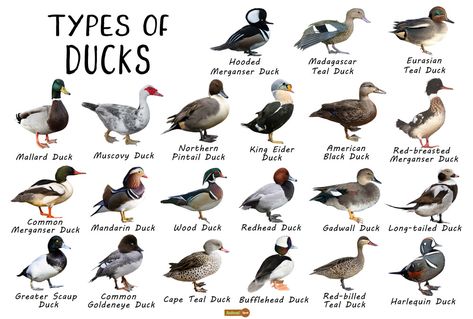 Duck Facts, Types, Identification, Habitat, Diet, Adaptations Types Of Duck Breeds, Types Of Ducks Chart, Breeds Of Ducks, Duck Breeds Chart, Facts About Ducks, Duck Habitat, Duck Identification, Geese Breeds, Animal Identification