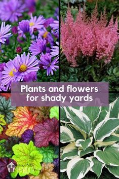 The best perennial shade plants and perennial shade flowers for your yard. Grow flowers at home in the shade #shade #flowers #gardening Full Shade Flowers, Partial Shade Perennials, Shade Perennial Garden, Shade Flowers Perennial, Backyard Planting, Part Shade Perennials, Flowering Shade Plants, Best Perennials For Shade, Partial Shade Flowers