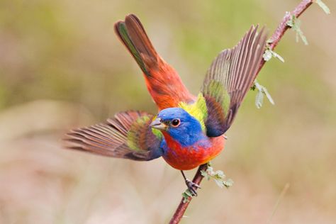 painted bunting        (photo by bill draker) Painted Bunting Bird, Bunting Bird, Blue Gold Macaw, Painted Bunting, Most Beautiful Birds, Birds Of A Feather, Bird Pictures, Pretty Birds, Bird Photo