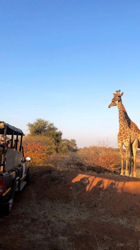 Could this view get any better?  Game drives and activities can be done on Mapesu Private Game Reserve with one of our professionally trained guides.   Bookings for the lodge, self-catering units, tents or campsite can be made by sending us an email to bookings@mopanebushlodge.com or by calling us directly on +27 83 633 0795.   #giraffe #mapesuprivategamereserve #mopanebushlodge #safari #gamedrive #northernlimpopo #southafrica #africa African Lodges, Lodge Aesthetic, Bush Lodge, Provinces Of South Africa, Luxury Safari Lodge, South Africa Safari, Game Lodge, Luxury Safari, Safari Lodge