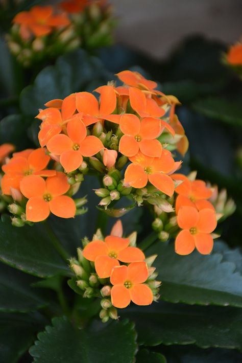 Click to view a full-size photo of Orange Kalanchoe (Kalanchoe blossfeldiana 'Orange') at Platt Hill Nursery Succulent With Orange Flowers, Kalanchoe Flowers, Kalanchoe Plant, Kalanchoe Blossfeldiana, St Street, Plant Wishlist, Cozy Den, Full Size Photo, Plant Information