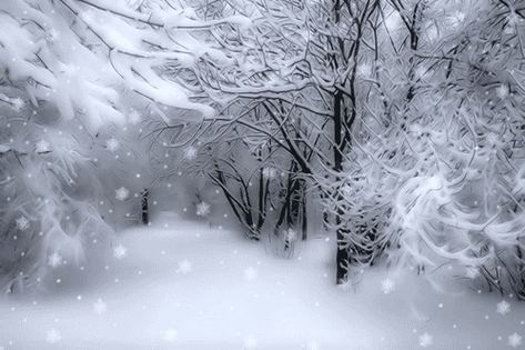 149131-Animated-Winter-Snow.gif (500×333) Cold Gif, Winter Snow Pictures, Winter Snow Photography, Anime Snow, Snow Gif, Computer Photo, Snow Pictures, Snow Photography, Forest Photos