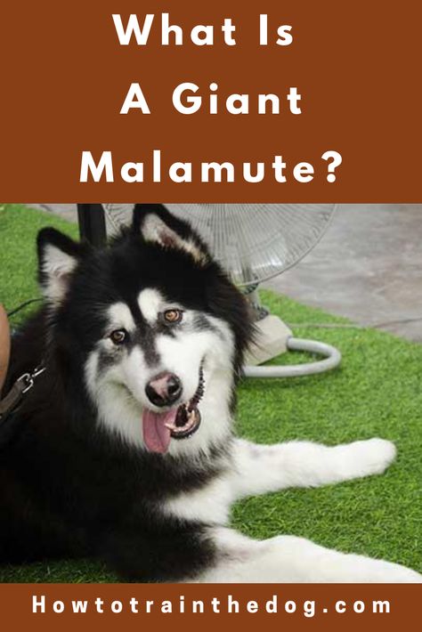 Giant Malamute, Giant Alaskan Malamute, Dog Playing, Alaskan Malamute, Dog Gifs, Training Your Dog, Health Issues, Big Dogs, Husky