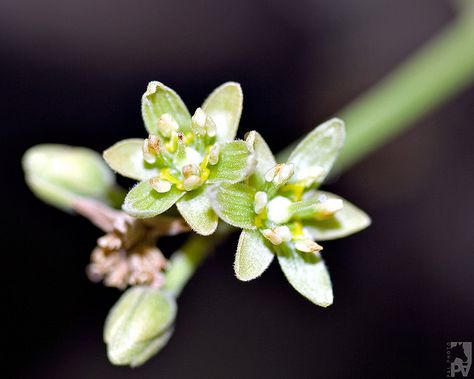 Flor de Aguacate / Avocado Flower Avocado Flower, Floral Rings, Bouquets, Avocado, Arch, Plants, Floral, Flowers, Green