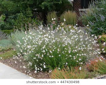 Whirling Butterflies gaura Oenothera Lindheimeri, Gaura Plant, Biennial Plants, Eco Friendly Garden, Butterfly Plants, Coastal Gardens, Low Maintenance Garden, White Gardens, Flowers Perennials