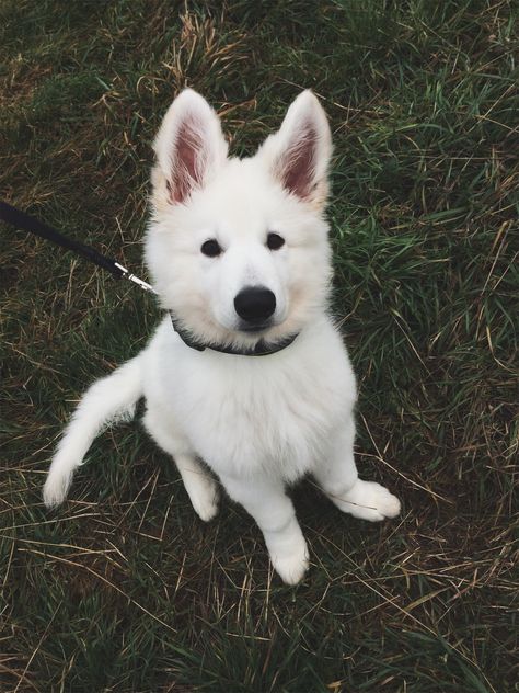 White Swiss Shepherd Dog Puppy, White Shepherd Puppy, White German Shepherd Puppy, Swiss Shepherd Aesthetic, White Swiss Shepherd Puppy, Swiss Shepherd Puppy, White Swiss Shepherd Dog, White Dog Aesthetic, White Shepherd Dog