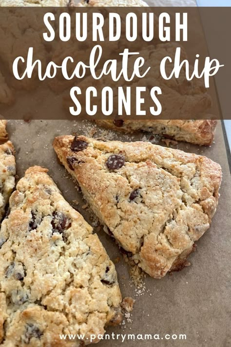 The best sourdough chocolate chip scones ever - made with 150g of sourdough discard and lots of yummy chocolate chips. Sourdough Scones Recipe, Sourdough Peanut Butter, Chocolate Chip Sourdough, Sourdough Scones, Chocolate Chip Scones, Sourdough Starter Discard Recipe, Homemade Scones, Homemade Sourdough, Sourdough Starter Recipe