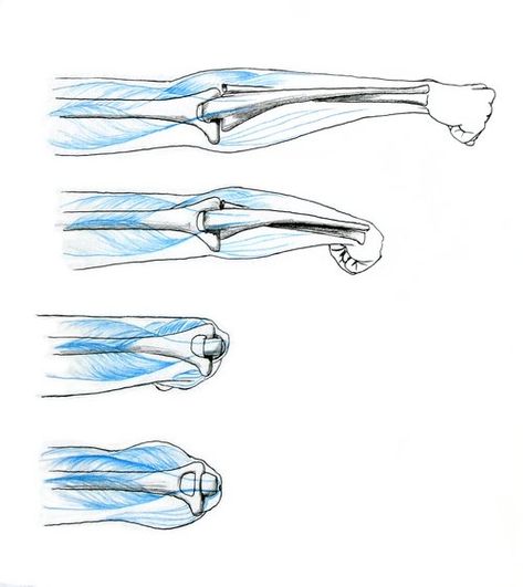 Elbow Anatomy, Good References, Studying Anatomy, Artistic Anatomy, Arm Anatomy, Hand Anatomy, Acrylic Portrait Painting, Body Study, Anatomy Sculpture