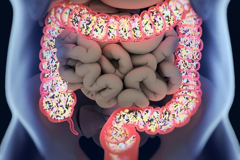 All About Your Microbiome | WebMD Clean Colon, Gut Brain, The Family Handyman, Gut Microbiota, Natural Colon Cleanse, Irritable Bowel, Gut Bacteria, Gut Microbiome, Colon Cleanse