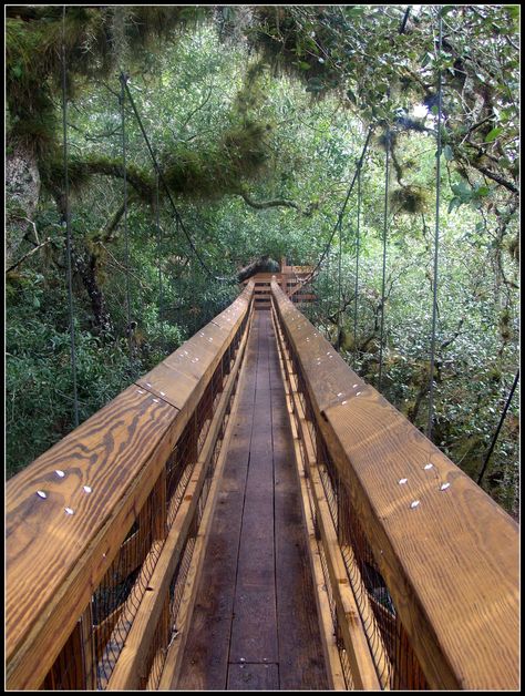 Myakka Canopy Walkway (Sarasota) - All You Need to Know BEFORE You Go - Updated 2019 (Sarasota, FL) - TripAdvisor Canopy Walkway, Hiking In Florida, Rainbow Springs State Park, Myakka River State Park, Swinging Bridge, Florida Holiday, Florida Adventures, Usa Roadtrip, Florida State Parks