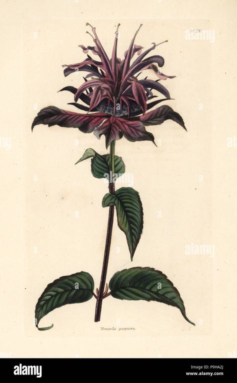 Download this stock image: Wild bergamot or bee balm, Monarda fistulosa (Monarda purpurea). Handcoloured copperplate engraving by George Cooke from Conrad Loddiges' Botanical Cabinet, Hackney, 1828. - P9HA2J from Alamy's library of millions of high resolution stock photos, illustrations and vectors. Monarda Fistulosa, Wild Bergamot, Bee Balm, The Balm, Resolution, Tattoo Ideas, High Resolution, Bee, Stock Images