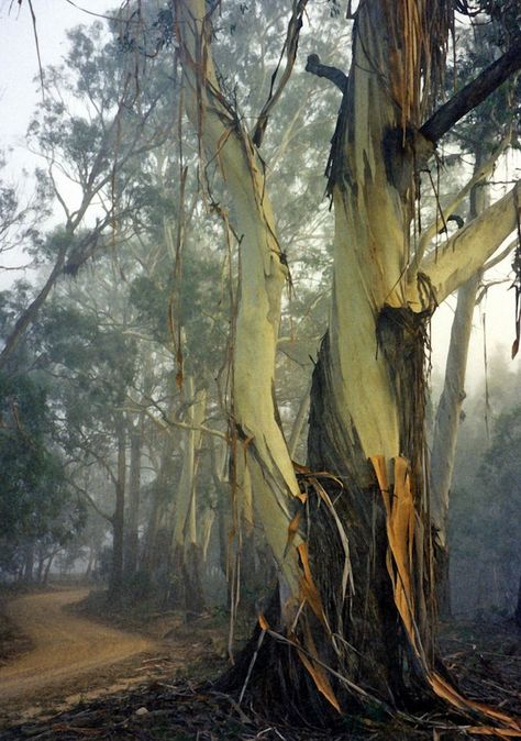 Rust, concrete, black and slashes of ivory. Not your usual Australian color scheme! Australian Colours, Painting Colour, Australia Landscape, Australian Trees, Tree Of Life Painting, Eucalyptus Tree, Australian Flora, Old Tree, Old Trees