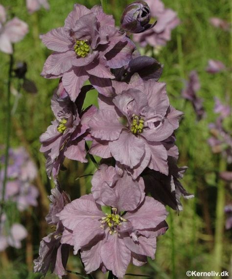 Lavender Larkspur, English Daisies, Lobelia Cardinalis, Beauty Berry, Gloriosa Daisy, African Daisy, Bell Flowers, Blue Bonnet, Flowers Autumn